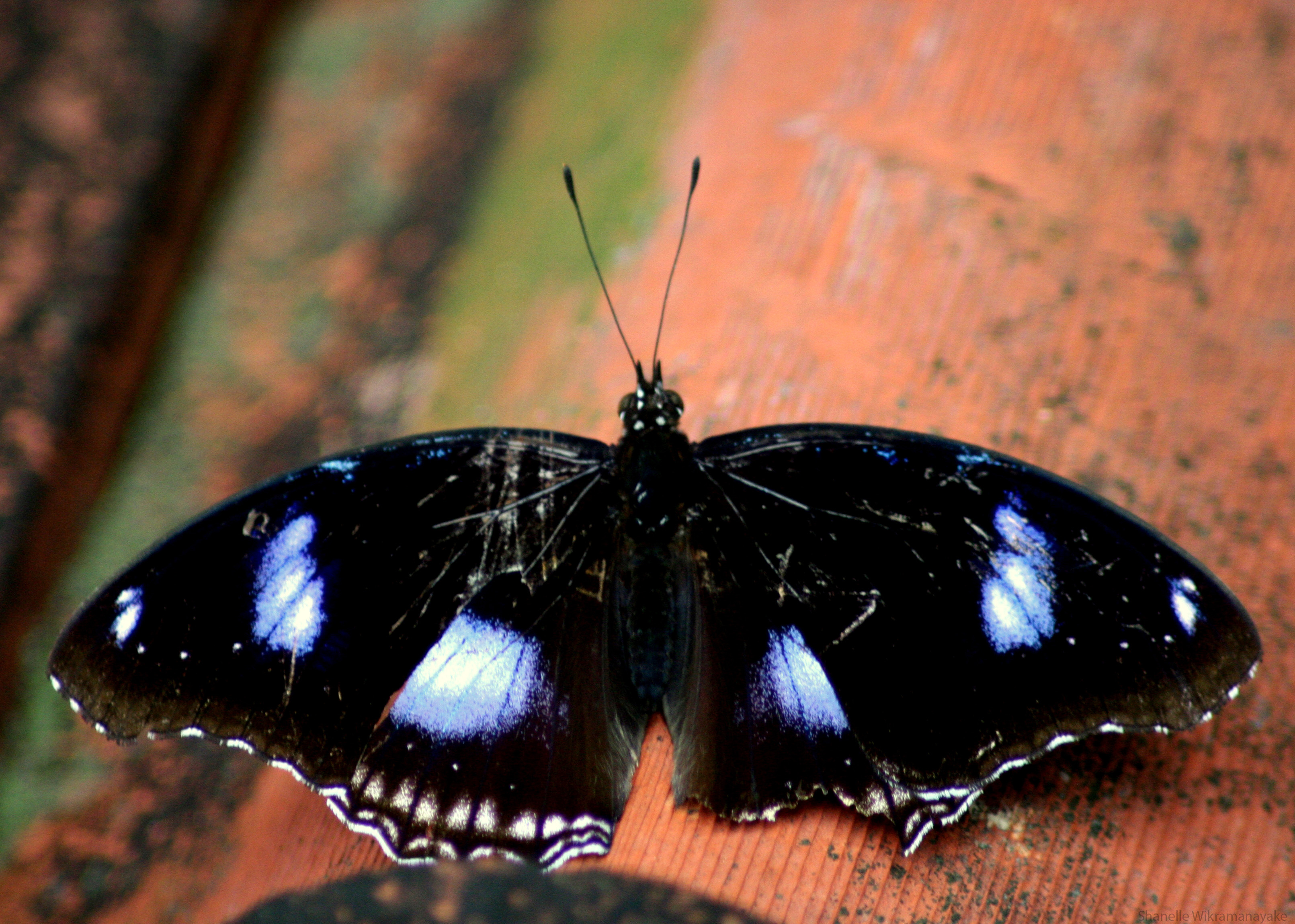 Great_eggfly
