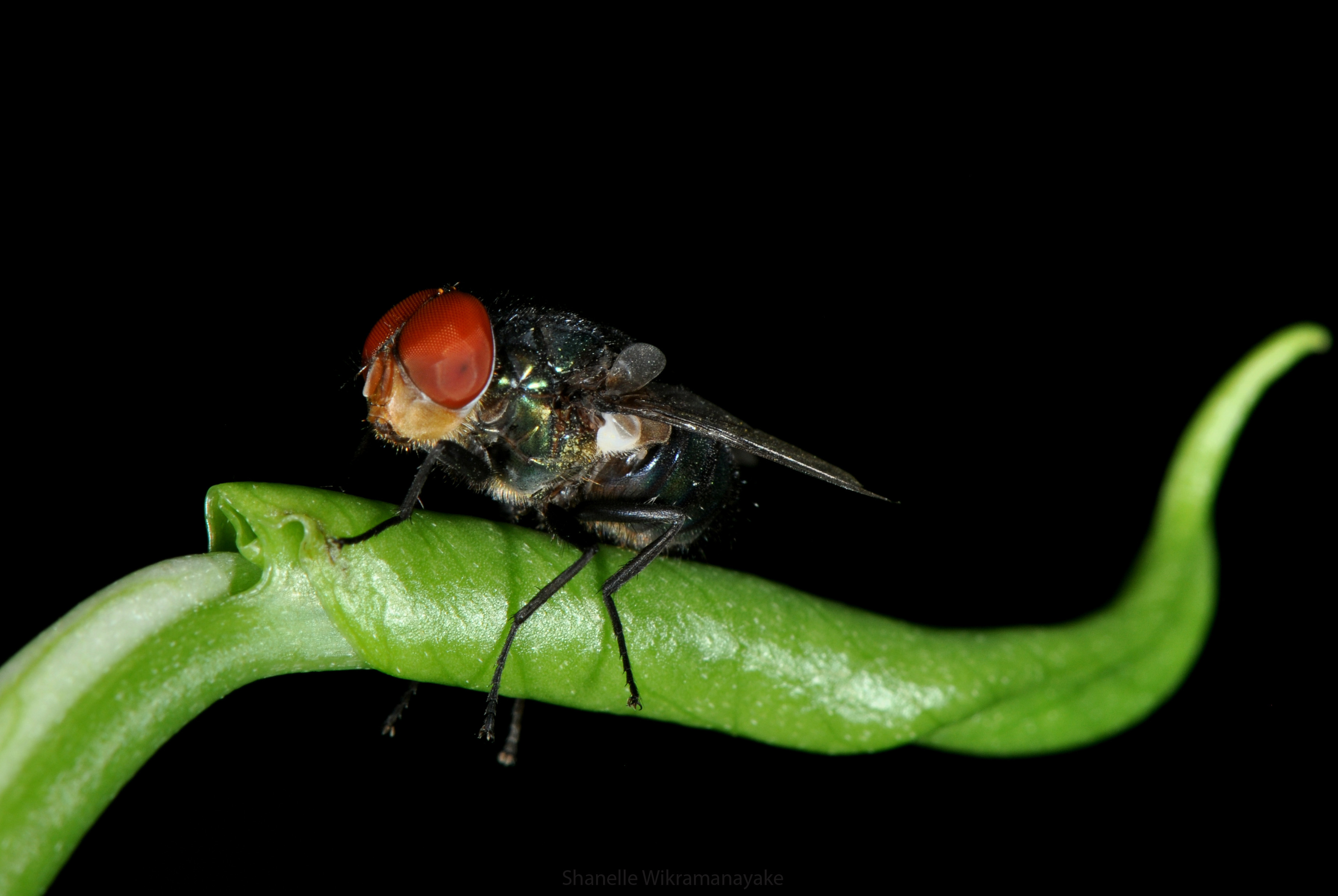 Greenfly