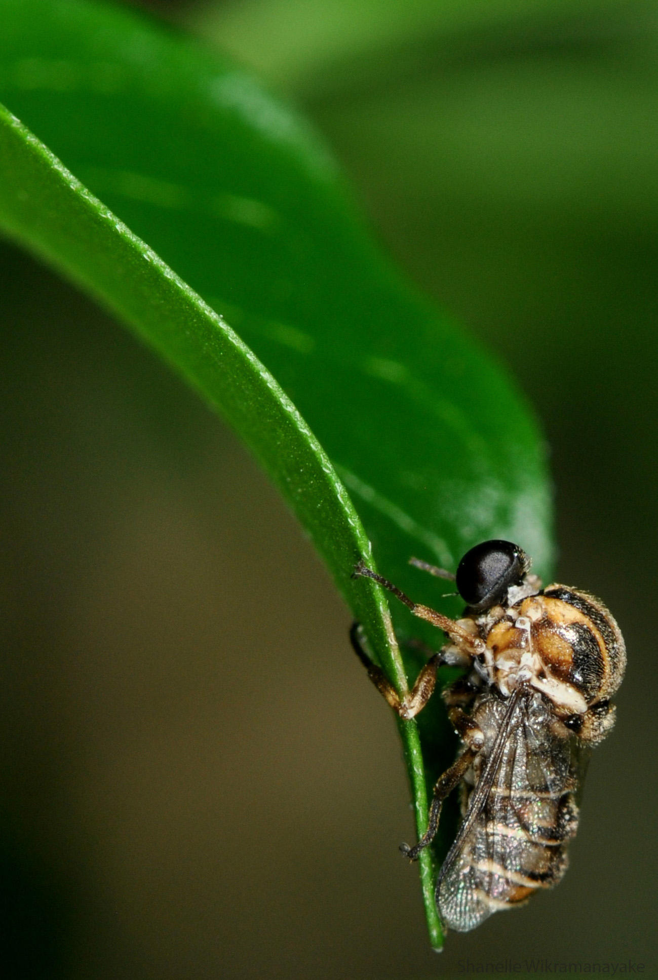 Nosedfly