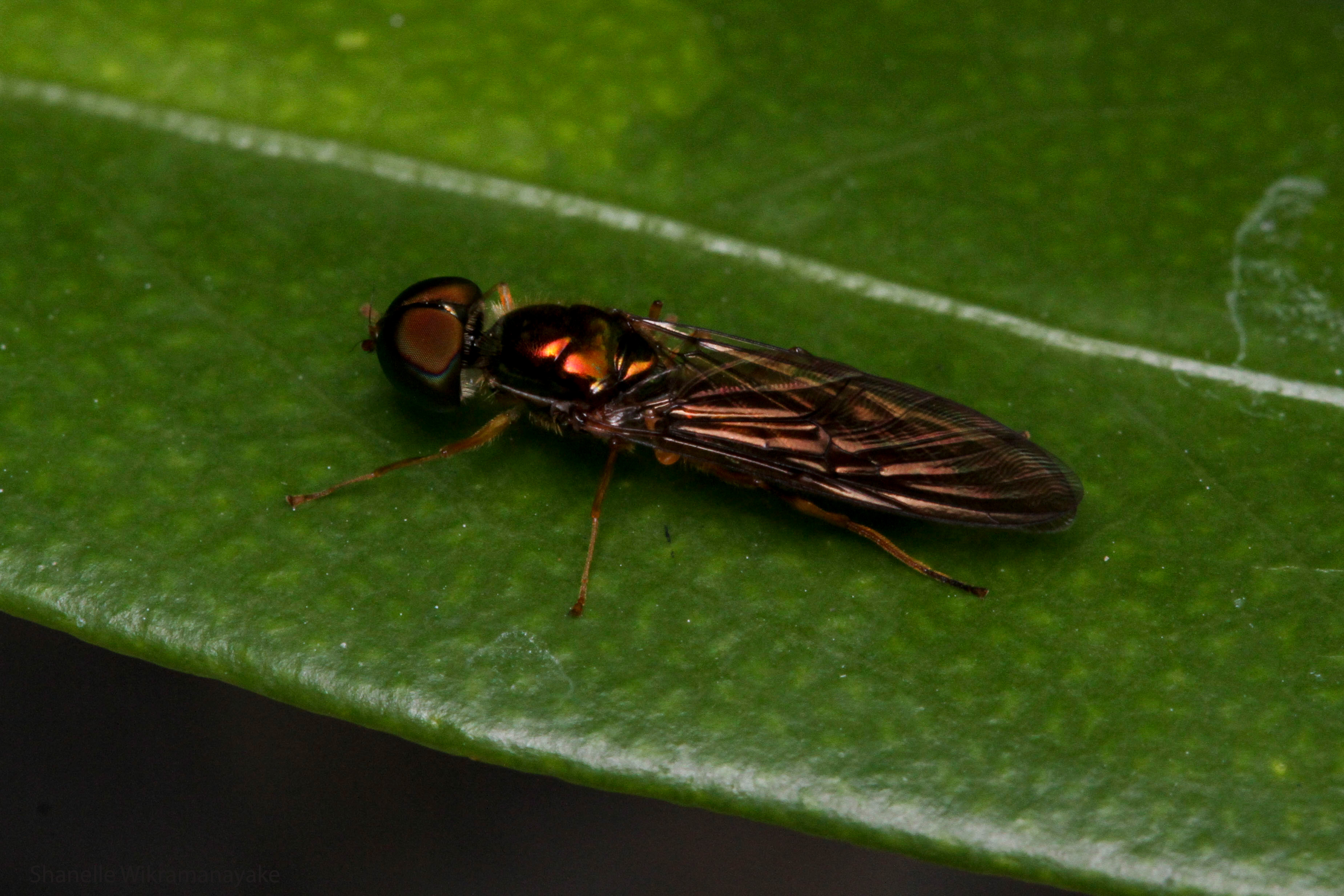Soldierfly
